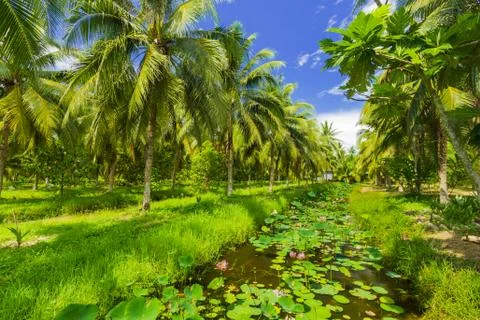 Field of coconut trees Stock Photos