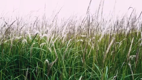A field of cogon grass blowing in the wind Stock Footage 243255970