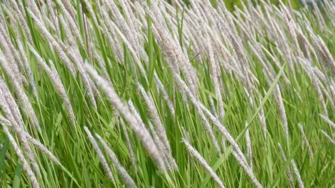 Field of Cogon grass Stock Footage 334002279