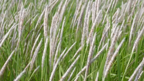 Field of Cogon grass Stock Footage 334002489