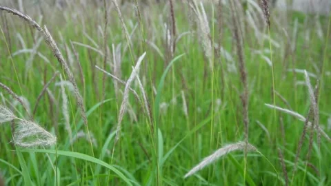 Field of cogon grass in the wild Vídeo Stock 243254833