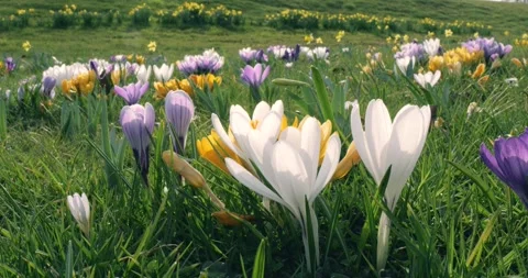 A field of colorful crocuses. Stock Footage 306967557