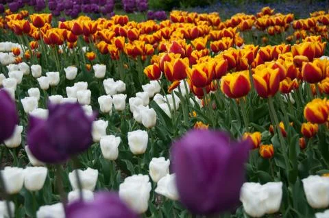 Field of colorful tulips in spring Stock Photos