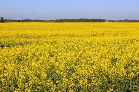 Field of colza Stock Photos