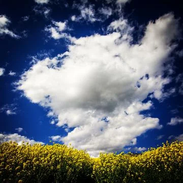 Field of colza under the cloudy sky in Auvergne, France Stock Photos