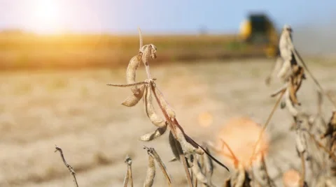 Field combine harvester elevator Stock Footage 58397291