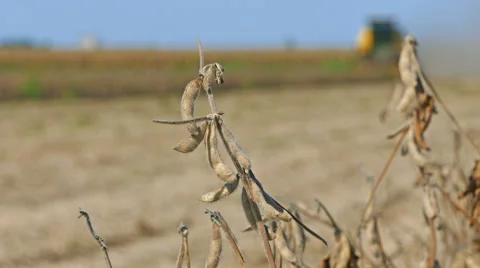 Field combine harvester Stock Footage 58397143