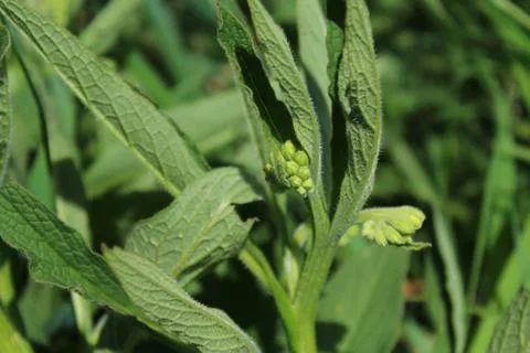 Field of comfrey with blossoms Stock Photos