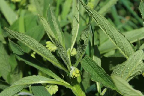 Field of comfrey with blossoms Stock Photos