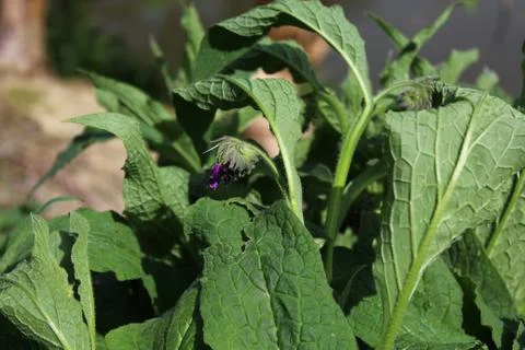 Field of comfrey with blossoms Stock Photos