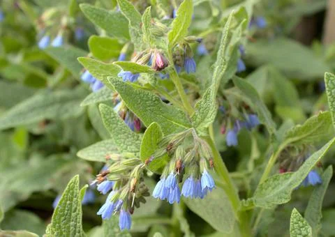 Field of comfrey with blossoms Stock Photos