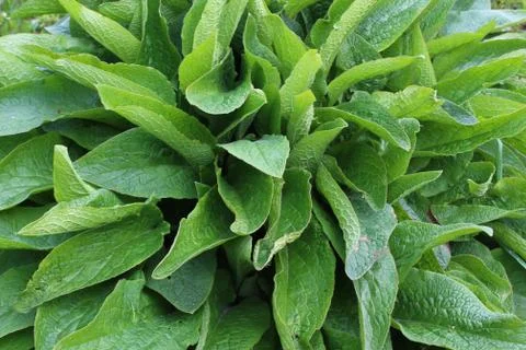 Field of comfrey in the nature Stock Photos
