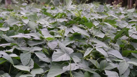 A field of common bean plants Stock-Footage 329402640