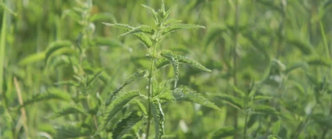 Field of common nettle by spring 5.7K scope video Stock Footage 311308064