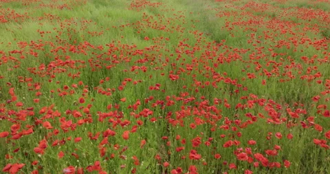 Field of Common poppy  Stock Footage 254231078