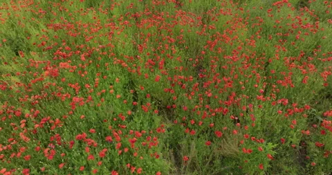 Field of Common poppy  Stock Footage 254233453