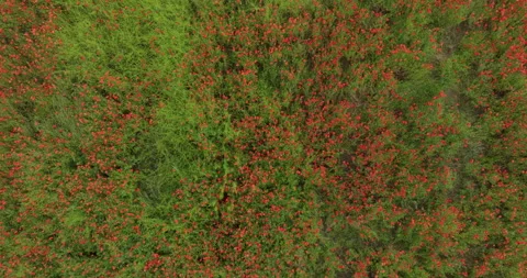 Field of Common poppy  Stock Footage 254393976