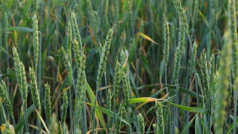 A Field of Common Wheat Stock Footage 244960272
