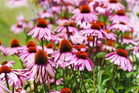 Field of coneflowers Stock Photos