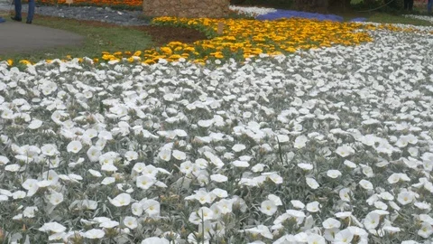 A field of Convolvulus cneorum, or silverbush at Euroflora  exposure Stockbeeldmateriaal 88990621