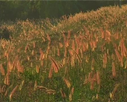 Field of copper colored heads of grass 스톡 동영상 505583