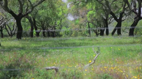 Field with cork trees Stock Footage 10880835