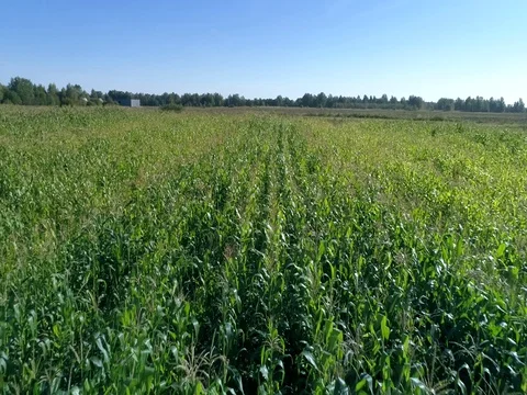 Field with corn. Aerial survey. 스톡 동영상 80874150