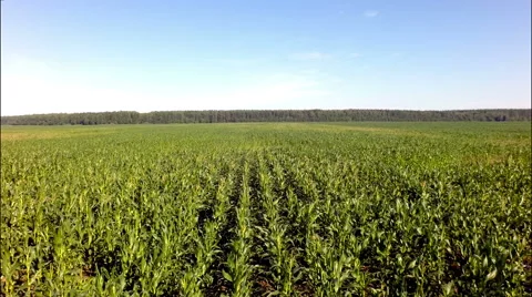 Field corn aerial view Stock Footage 53068651
