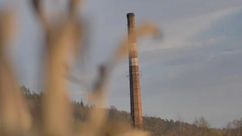 A field of corn against the background of a large chimney Stock Footage 244710151