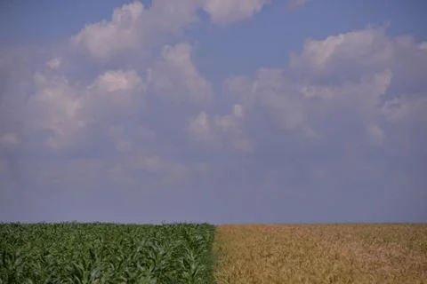 Field with corn and wheat in spring season Stock Photos
