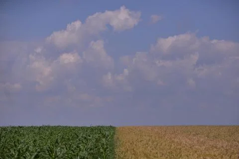 Field with corn and wheat in spring season Foto stock