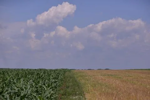 Field with corn and wheat in spring season Stock Photos