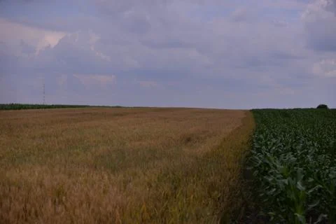 Field with corn and wheat in spring season Foto stock