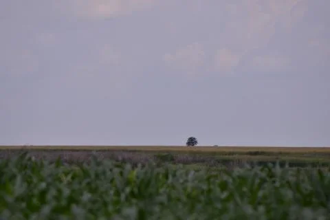 Field with corn and wheat in spring season Stock Photos