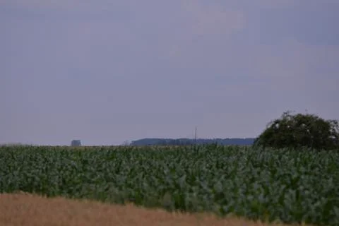 Field with corn and wheat in spring season Stock Photos