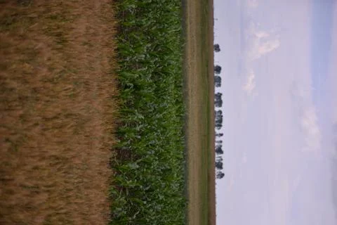 Field with corn and wheat in spring season Foto stock