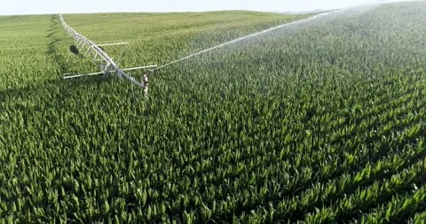 Field of corn being watered by a sprinkler Stock Footage 210354177