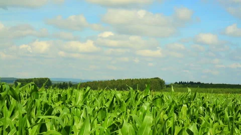 Field of corn in Belgian countryside Stock Footage 52926365