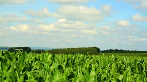 Field of corn in Belgian countryside Stock Footage 52926613