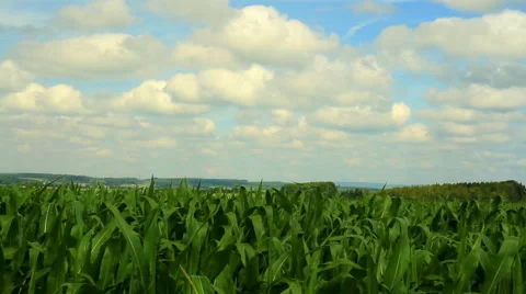 Field of corn in Belgian countryside Stock Footage 52926840