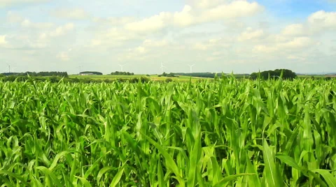 Field of corn in Belgian countryside Stock Footage 52927076