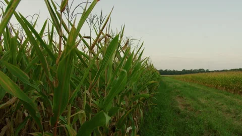 Field of Corn Blowing in the Wind Stockbeeldmateriaal 248157558