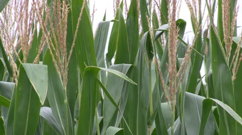 Field Corn Close Up 1 動画素材 36984682