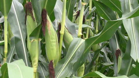 Field Corn Close Up 2 Video stock 36984157