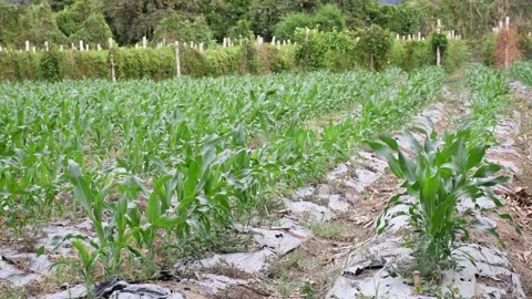 Field of corn crops growing, Cornfield Growing Under the Sun, Lush Green Corn Stock Footage 300897219