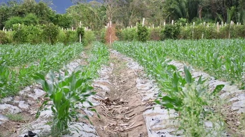 Field of corn crops growing, Cornfield Growing Under the Sun, Lush Green Corn Stock Footage 300897360