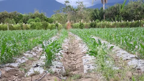 Field of corn crops growing, Cornfield Growing Under the Sun, Lush Green Corn Stock Footage 300897467