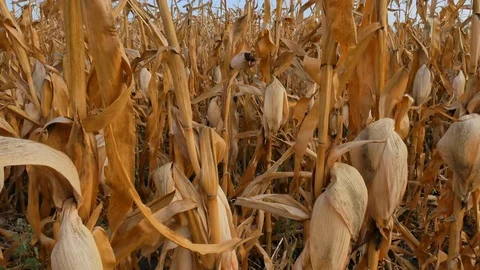 Field of corn dried up and damaged from severe drought conditions and heat. Stock Footage 80283876