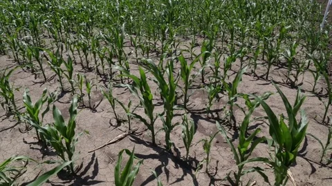 Field of corn on dry soil Stock-Footage 80866184