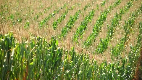 Field of corn during the period of grain filling in the stump Stock Footage 146794248